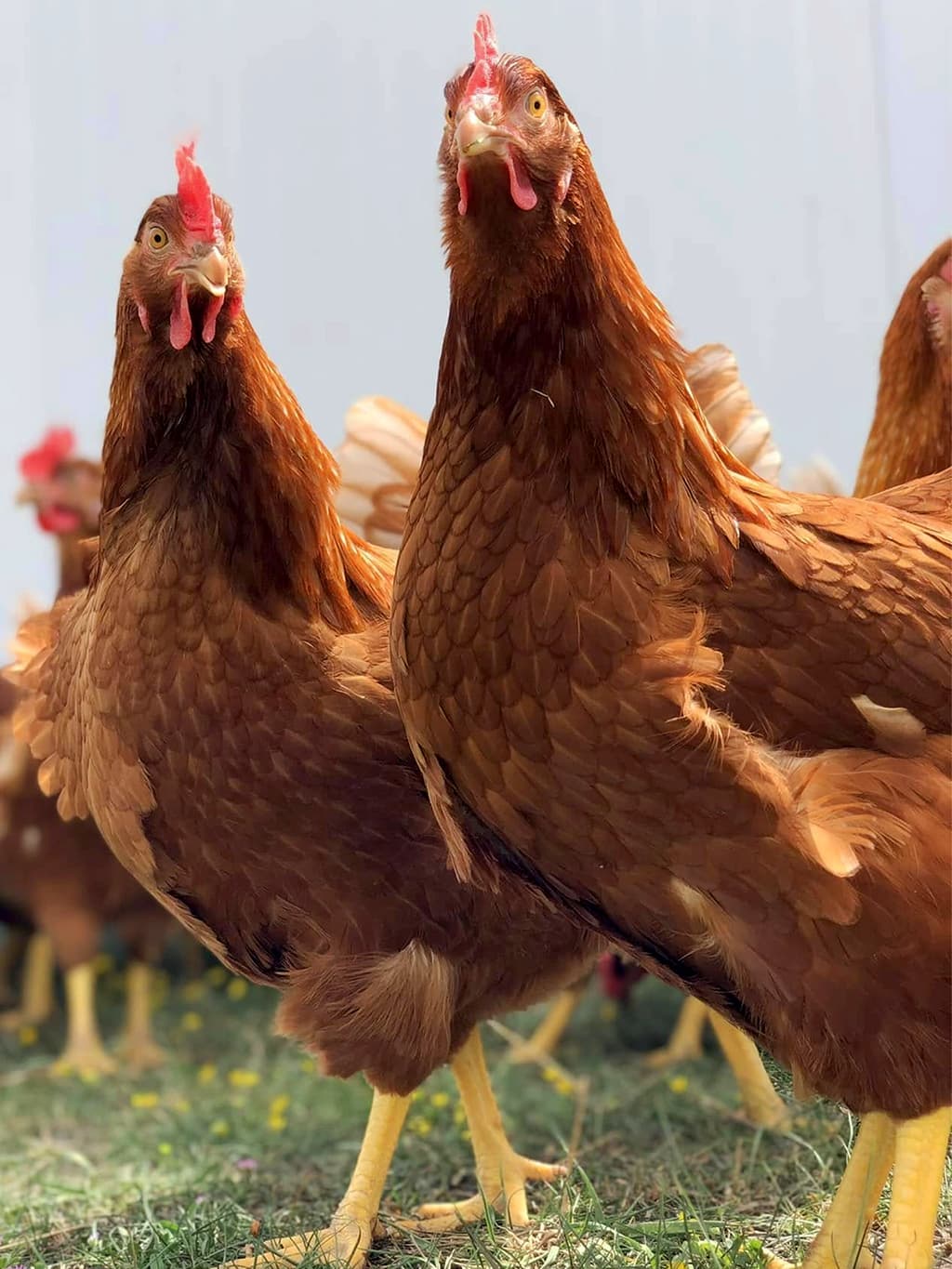 QUE FAS - Ferme Avicole Sigeannaise - volailles